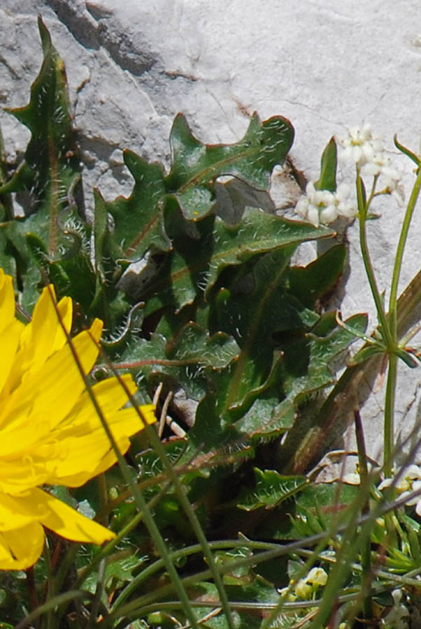 pianta da id. - Leontodon hispidus ?